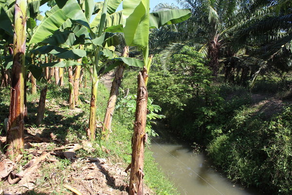banana palmoil plantage.jpeg
